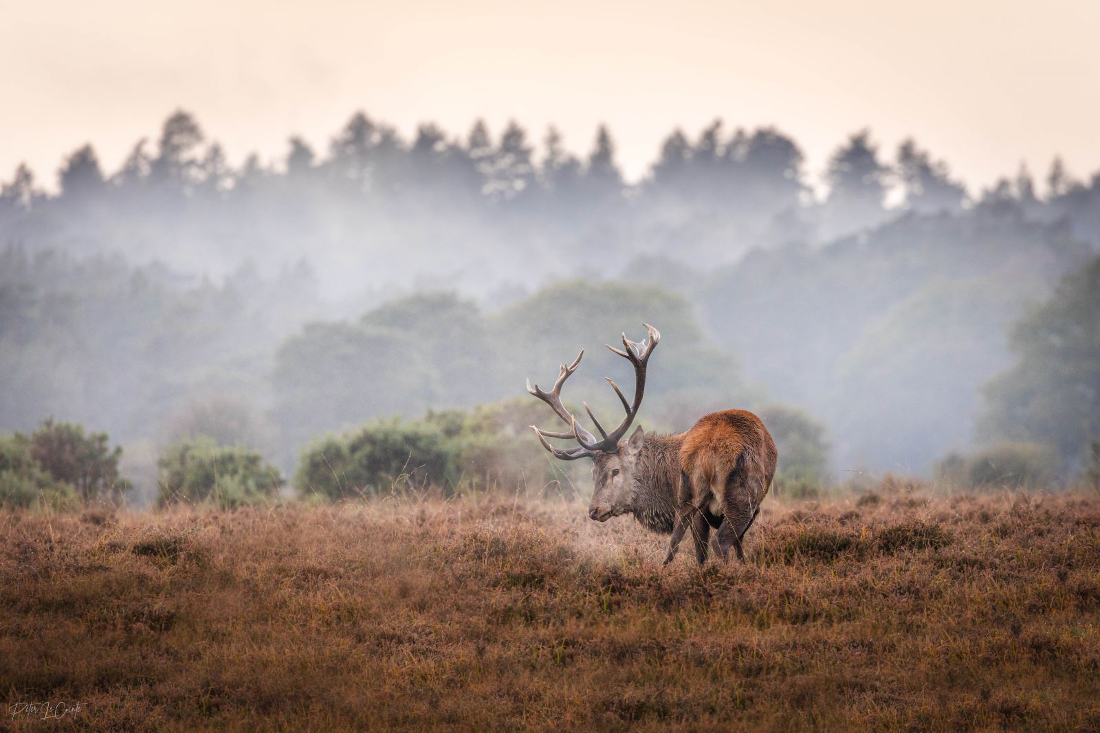 Stag in the New Forest National Park